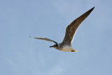 Rdeemorski galeb - Ichthyaetus leucophthalmus - White-eyed gull