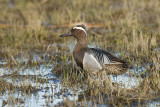 Anas querquedula  - Reglja - Garganey