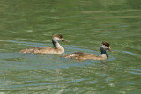 Netta rufina - Tatarska vigavka - Red-crested pochard