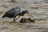 Egretta gularis - Obalna caplja - Reef egret