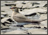 Glareola pratincola Rjavoperuta komatna tekica Collared pratincole