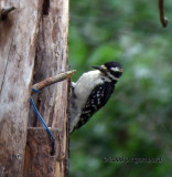 Hairy Woodpecker DSCF8537c.jpg