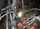 Goldfinch IMG_7905.jpg