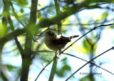 House Wren IMG_4172.jpg