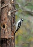 Hairy Woodpecker IMG_8332.jpg
