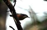 Red-breasted Nuthatch IMG_8403.jpg