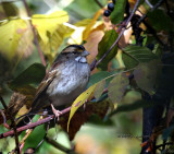 White Throat Sparrow IMG_8831.jpg