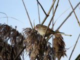 Imm White-crowned Sparrow IMG_4383.jpg