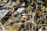 Black-capped Chickadee IMG_0378.jpg