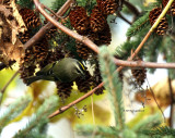 Gold-crowned Kinglet IMG_0277.jpg