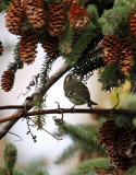 Gold-crowned Kinglet IMG_0286.jpg