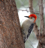 Red-bellied Woodpecker IMG_2161.jpg