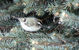 Golden-crowned Kinglet IMG_0162.jpg