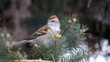 American Tree Sparrow IMG_1065.jpg