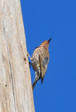 Red-bellied Woodpecker