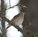 Cottonwood Trail Birding, Spartanburg, SC, 4-4-09