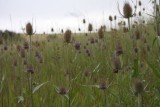 Thistle and Weeds