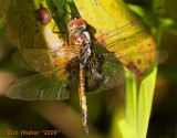 Female Black Saddlebag Up Close