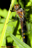Female Black Saddlebag Up Close Again