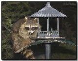 Raccoon Looking For A Meal