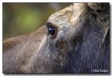 Bull Moose Up Close And Personal