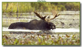 Bull Moose In The Water