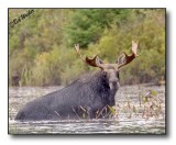 The Large Bull Moose Coming Out At Waters Edge