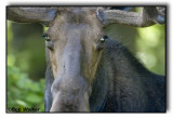 Bull Moose Becoming More Curious