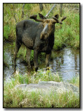 Spring Bull Moose Taking Up Another Pool