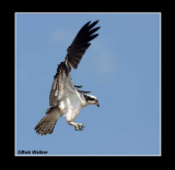 The Osprey (Pandion haliaetus), A.K.A. Fishhawk