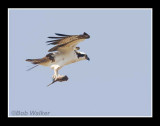 Osprey Bringing Home A Meal