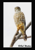 Merlin (Falco columbarius), A.K.A. Bird Hawk
