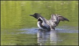 The Loon Rises From Time To Time For What Ever Reasons