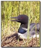 A Loon Incubates Its Eggs
