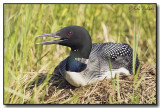 The Loon Calls For Its Mate