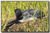 The Loon Is Always Vigilant And One Has To Be Careful So As Not To Disturb It