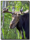 Bull Moose Watching Me Close In The Spring Time Season