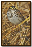 Savannah Sparrow (Passerculus sandwichensis)