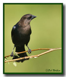 A Brown-headed Cowbird (Molothrus ater)