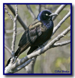 Common Grackle (Quiscalus quiscula)