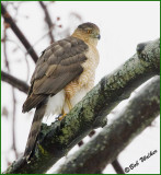 Cooper Hawk (Accipiter cooperil)