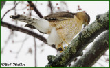 Cooper Hawk Preening