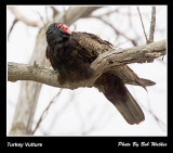 Turkey Vulture (Cathartes aura)