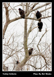 The Buzzard Tree