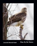 Juvenile Red Tail Hawk