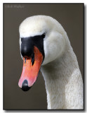A Mute Swans Portrait