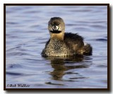 Pied-billed Grebe With An Attitude