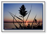 Reeds On The Shores Of Onondaga Lake