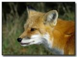 The Red Foxs Prey In Sight