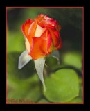 A Beautiful Rose Bud